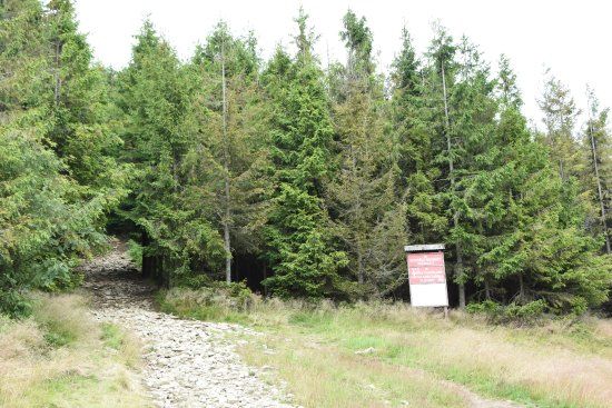 Rezerwat przyrody Mogielica